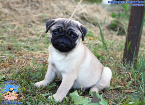 Photo №2 to announcement № 55245 for the sale of pug - buy in Belarus from nursery