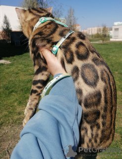 Photo №2 to announcement № 10586 for the sale of bengal cat - buy in Russian Federation breeder