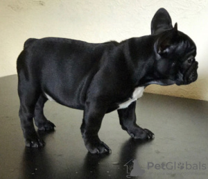 Photo №3. Lovely Male and female French bulldog Puppies for sale. Germany