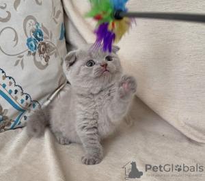 Photo №2 to announcement № 83554 for the sale of scottish fold - buy in United States private announcement