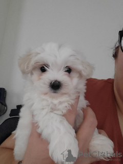 Photo №2 to announcement № 92654 for the sale of bichon frise - buy in United States breeder