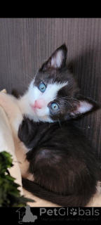 Photo №1. european shorthair - for sale in the city of Vienna | negotiated | Announcement № 177382
