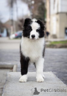 Photo №4. I will sell border collie in the city of Сивац. breeder - price - negotiated