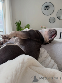 Photo №4. I will sell french bulldog in the city of Berdorf. private announcement - price - negotiated