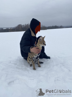 Photo №2 to announcement № 98549 for the sale of savannah cat - buy in Russian Federation private announcement