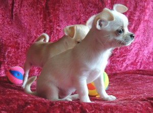 Additional photos: We offer for sale short-haired Chihuahua puppies