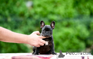 Photo №4. I will sell french bulldog in the city of Valeovo. breeder - price - negotiated