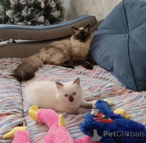 Photo №1. balinese cat - for sale in the city of Eging on the lake | 361$ | Announcement № 177031