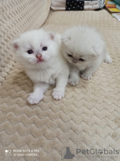 Photo №2 to announcement № 9122 for the sale of british shorthair - buy in Russian Federation breeder