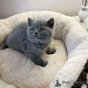 Photo №2 to announcement № 123046 for the sale of british shorthair - buy in Hungary private announcement