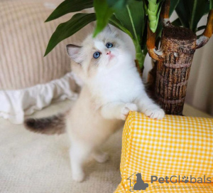 Photo №1. ragdoll - for sale in the city of New York Mills | 250$ | Announcement № 58803