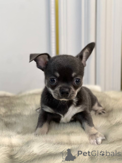 Photo №2 to announcement № 167333 for the sale of chihuahua - buy in United States breeder