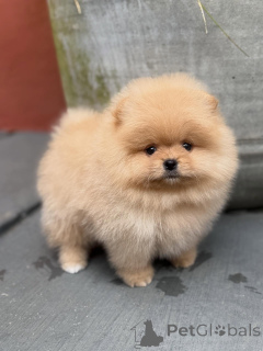 Photo №3. Purebred Pomeranian Puppies with Playful Personalities!. Germany