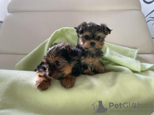 Photo №2 to announcement № 75768 for the sale of yorkshire terrier - buy in Lithuania private announcement, breeder