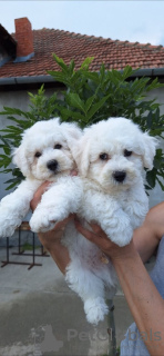 Photo №4. I will sell bichon frise in the city of Kikinda.  - price - Is free