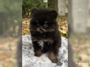 Photo №3. Pomeranian Zwergspitz puppies. Germany