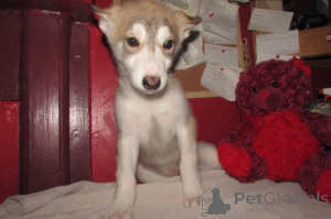 Photo №1. german shepherd - for sale in the city of Charleston | 600$ | Announcement № 146695