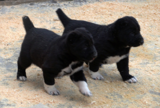 Additional photos: Large puppies of the Central Asian Shepherd
