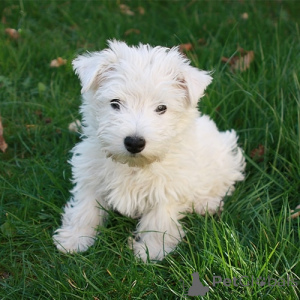 Photo №1. west highland white terrier - for sale in the city of Couvin | negotiated | Announcement № 169343