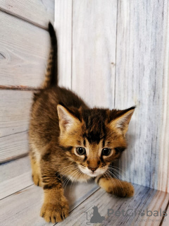 Photo №2 to announcement № 9494 for the sale of chausie - buy in Russian Federation from nursery, breeder