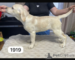 Photo №2 to announcement № 132241 for the sale of labrador retriever - buy in Russian Federation private announcement