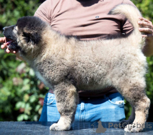 Photo №2 to announcement № 142116 for the sale of caucasian shepherd dog - buy in Bosnia and Herzegovina breeder