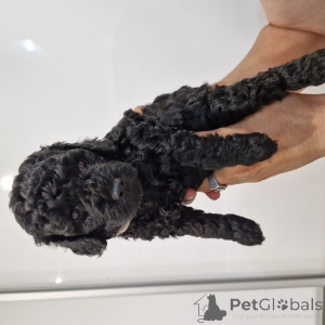 Photo №1. poodle (dwarf) - for sale in the city of Minsk | 441$ | Announcement № 146076