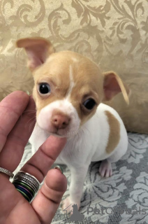 Additional photos: Chihuahua, cuddly puppies