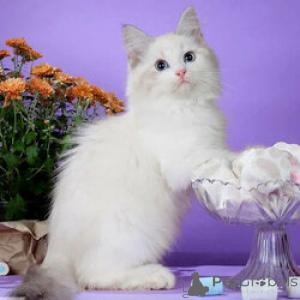 Photo №1. siberian cat - for sale in the city of Londerzeel | 206$ | Announcement № 154162