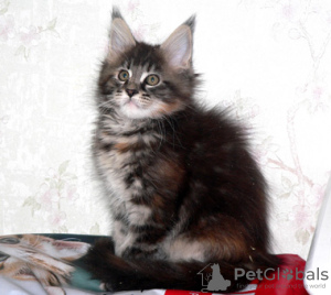 Photo №4. I will sell maine coon in the city of St. Petersburg. from nursery, breeder - price - 473$