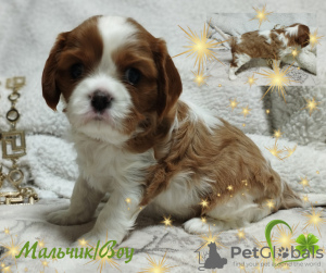 Photo №3. Cavalier King Charles Spaniel puppies. Belarus