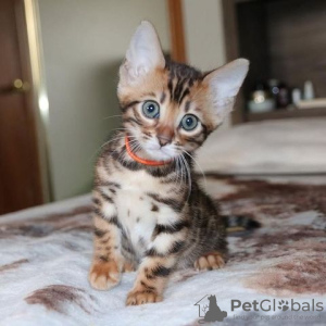 Photo №2 to announcement № 130169 for the sale of bengal cat - buy in Germany private announcement