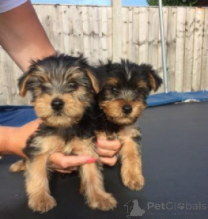Photo №3. Gorgeous Yorkshire Terrier Puppies WhatsApp 64 9-889 4165. Switzerland