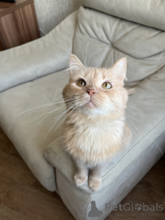 Photo №4. I will sell  in the city of Minsk.  - price - Is free