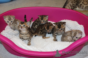 Photo №2 to announcement № 100520 for the sale of bengal cat - buy in Australia private announcement