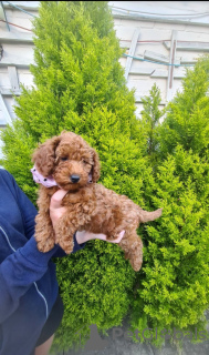 Photo №1. poodle (royal) - for sale in the city of Франкфурт-на-Майне | 254$ | Announcement № 104081