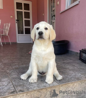 Additional photos: Labrador retriever puppies