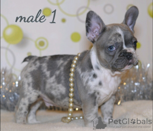 Photo №4. I will sell french bulldog in the city of Minsk. private announcement, from nursery - price - 1500$