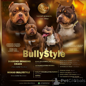 Photo №1. american bully - for sale in the city of Riga | 1882$ | Announcement № 138737