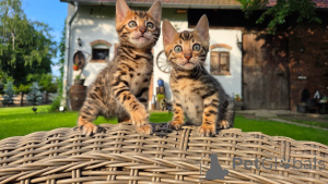 Photo №1. bengal cat - for sale in the city of Munich | negotiated | Announcement № 169845