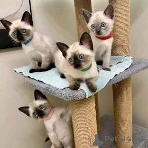 Photo №1. siamese cat - for sale in the city of ATH | negotiated | Announcement № 167237