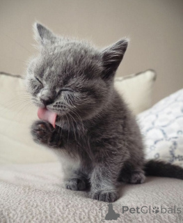 Photo №1. british shorthair - for sale in the city of Berchtesgaden | 310$ | Announcement № 173820