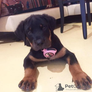 Photo №1. rottweiler - for sale in the city of Zagreb | 475$ | Announcement № 80694