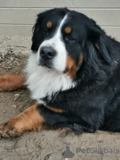 Additional photos: 10 Bernese Mountain Dog to reserve litter registered LOF - Large Size - Parents