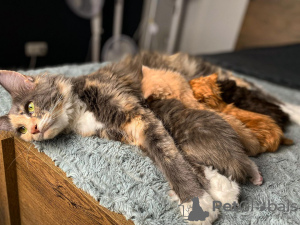 Photo №2 to announcement № 24924 for the sale of  - buy in United Arab Emirates 