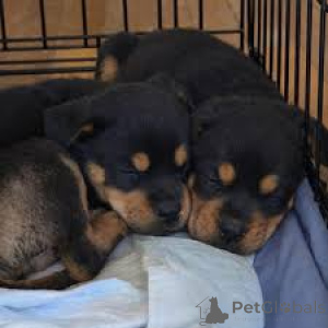 Photo №2 to announcement № 165799 for the sale of rottweiler - buy in Italy private announcement, breeder