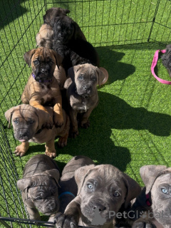 Photo №1. cane corso - for sale in the city of Szczecin | negotiated | Announcement № 171211