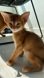 Photo №3. Abyssinian baby color sorrel. Russian Federation