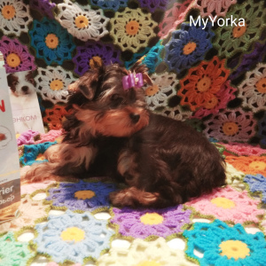 Photo №4. I will sell yorkshire terrier in the city of Samara. breeder - price - 329$