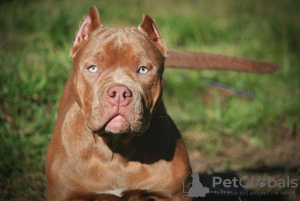 Photo №1. american bully - for sale in the city of Москва | 1041$ | Announcement № 121593